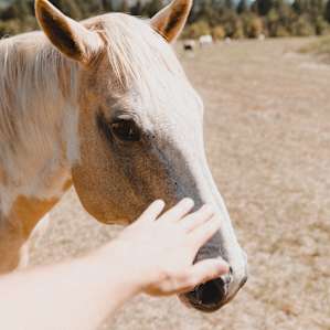 Beautiful horses on site!