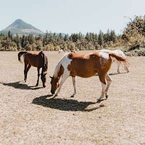 Beautiful horses on site!