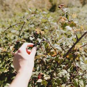 Blackberries on site!
