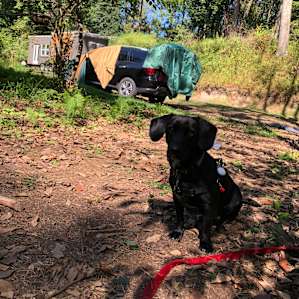 There is a long leash at the site so dog can run around while we’re preparing for bbq!