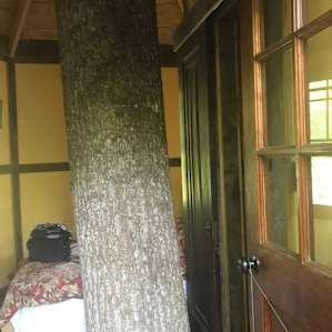 There is a tree right in the middle.