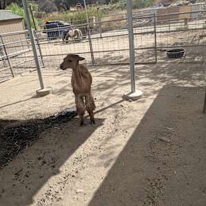 Reptacular Animals Ranch