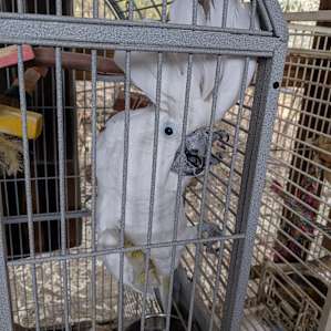 Reptacular Animals Ranch