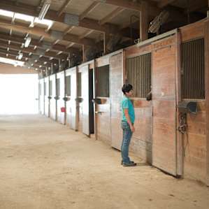 There are so many beautiful horses to visit with in the barn
