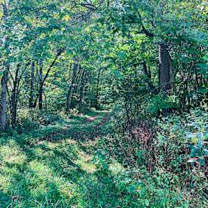 Permaculture Paradise