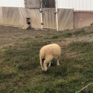 Resident sheep!