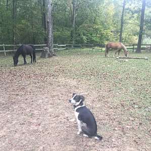 Dolly meeting some of the horses.