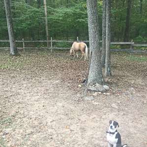 Dolly happy to have her picture taken with a horse!