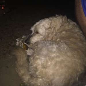 Sweet Marley, Mary and Victor's dog kept us company all night.