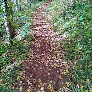 Autumn Trail