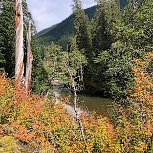 Nearby rainier - fall leaves