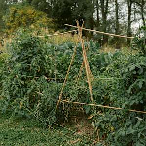 They grow a multitude of vegetables in their garden.