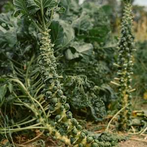I can't be the only one who didn't know brussel sprouts grew like this?