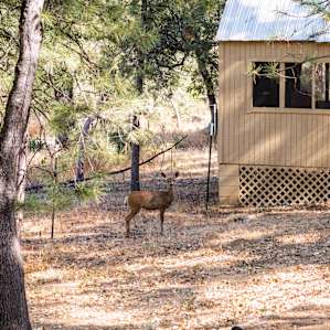 Willow Creek Bunk Cabin