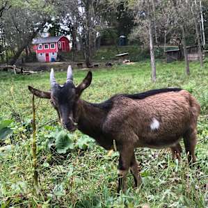 The friendly goats were such a sweet perk of staying here!