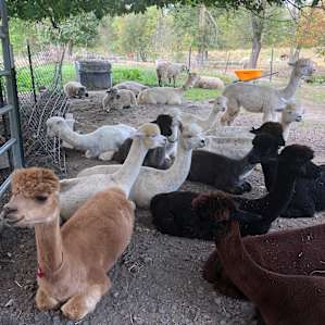 Alpacas!