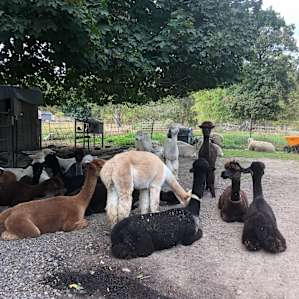 Fiber Farm, Your Tent & More!