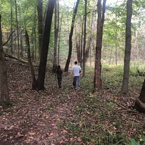 Beautiful woods to wonder through on the property!