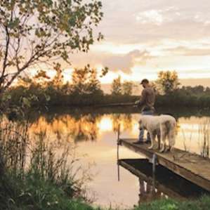 Camping with Cows