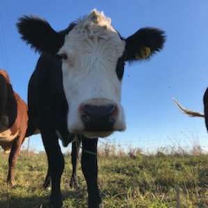 Moo!