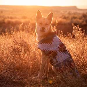 @littlebravetokala soaking up the sun