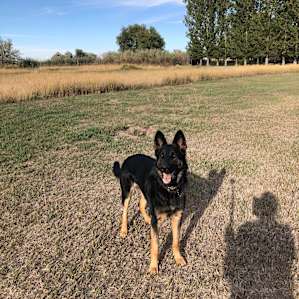 Sam enjoying being off leash for awhile.