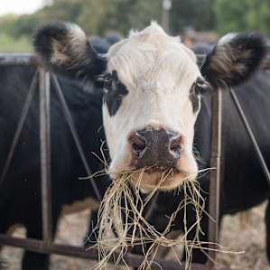 The cutest cows ever!