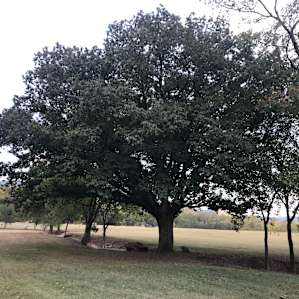PRIMITIVE CAMPING ON LITTLE RIVER