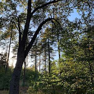 Bell Tent Glamping | Mount Laguna