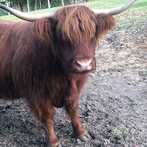 One of the cows
