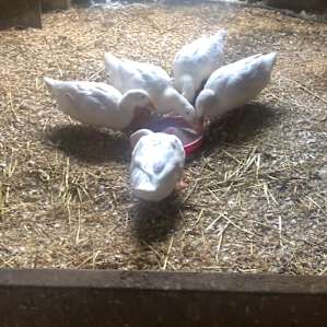 Their adorable ducks