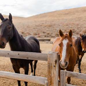 Beautiful horses roam the back hill of the property