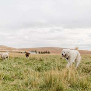 Lora, the Great Pyranees keeping the sheep in her sights!