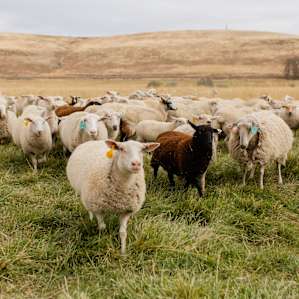 Curious sheep!