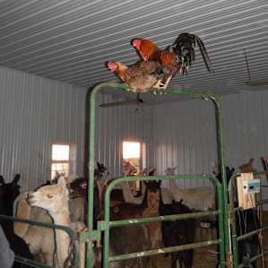 Red Barn Farm Experience RV Style