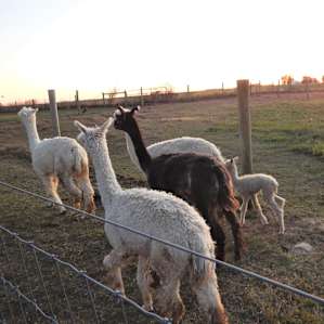 Red Barn Farm Experience RV Style