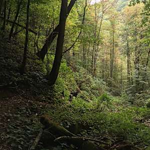 Waterfall Haven Camping
