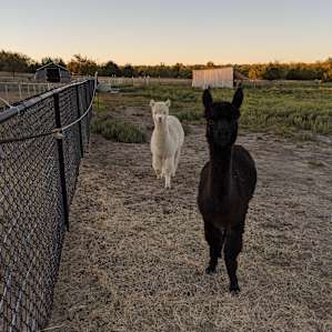 Texas Prairie and Fiber Ranch!