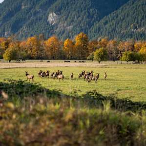 Herd of elk roaming around the land in the evening