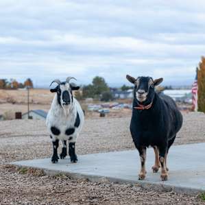 A charming goat couple that were curious but kept their distance.