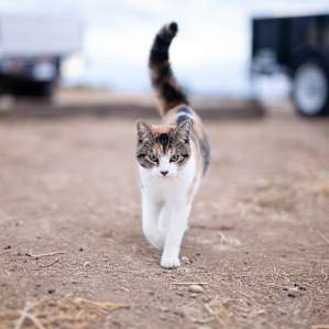 There are several friendly, playful farm cats!