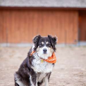 Travis's dog is a sweetheart and will be happy to say hello. She got along well with my dog, but if you're travelling with a dog don't let them get too close to the goats as she will protect her herd!