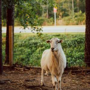 Livingston Creek Farmers Harvest