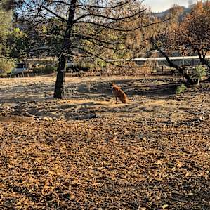 Rocky Canyon Ranch Glamping Tent