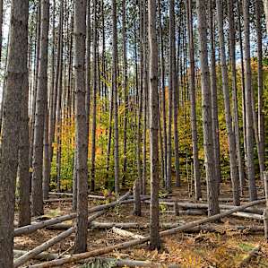 Trillium trail shows some great pine
