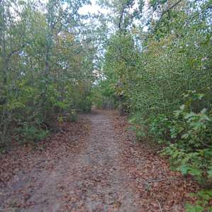 Walking trail over by the "common area" or frisbee