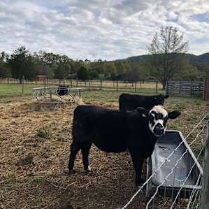 Cows on the way in :)