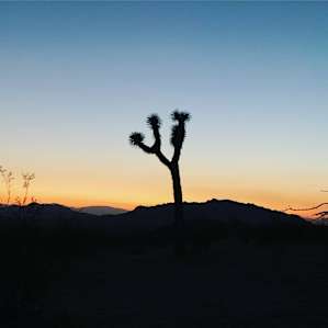 lots of joshua trees