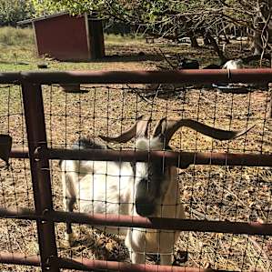 Welcome to Hyacinth's Barnyard