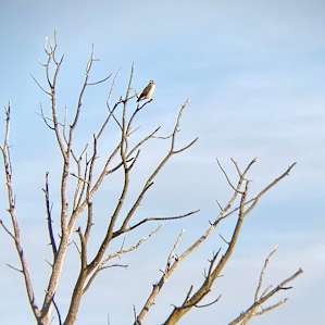 Birds, turkeys, and deer visible nearby